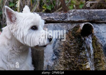 West Highland White Terrier Dog Breed bere in acqua fontana nel parco all'aperto Foto Stock