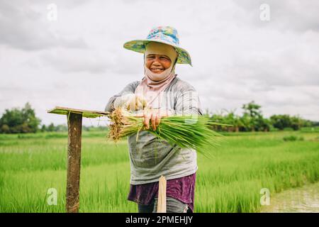 Coltivatore che pianta riso in risaia campo nella stagione piovosa. Foto Stock