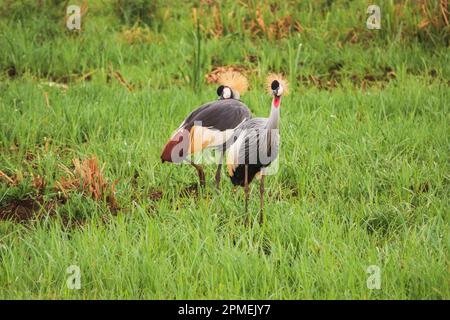 Un paio di gru coronate nel Parco Nazionale di Nairobi, Kenya Foto Stock