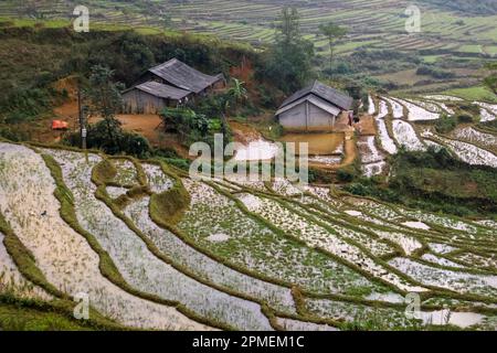 Risaie nel paesaggio. Fotografato nel Vietnam nordoccidentale Foto Stock