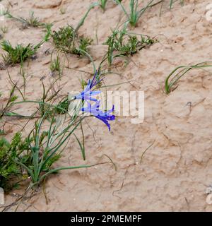 Lo Ixiolirion tataricum, comunemente noto come giglio siberiano o giglio di montagna di lavanda, è originario dell'Asia centrale e sud-occidentale dei Penini del Sinai Foto Stock