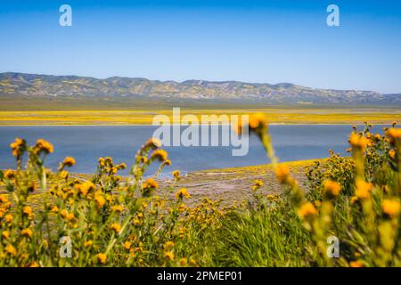 Fiori selvatici super fiorire nel Carrizo Plain National Monument, California Foto Stock