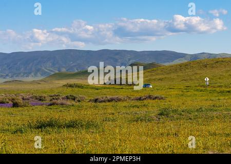 Si affaccia sulle colline e sul lungomare lungo il lago Soda nella piana di Carrizo per ammirare le migliori superfiorite, la California centrale Foto Stock