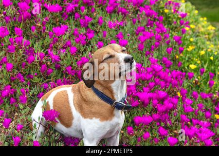 Un mutt con i suoi occhi chiuso tra fiori di piante di ghiaccio viola, San Diego, California Foto Stock