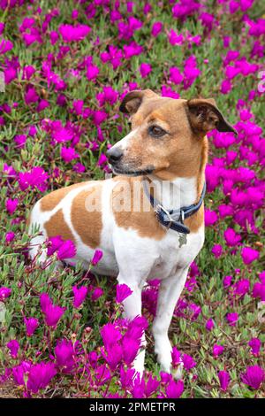 Una femmina che siede tra fiori di piante di ghiaccio viola, San Diego, California Foto Stock