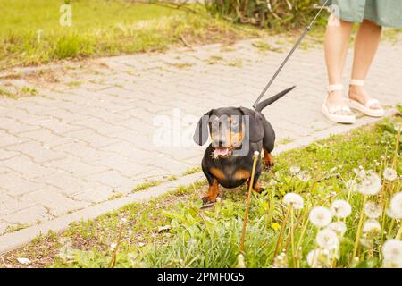 la donna cammina con il cane su un guinzaglio in un campo di dente di leone . dachshund vicino ai piedi di una donna. Foto Stock