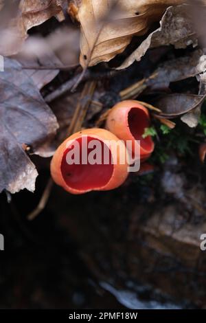 Tazza di funghi degli elfi Scarlatti allo stato selvatico Foto Stock