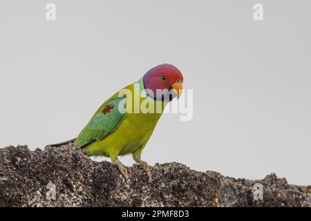 India, Karnataka, Hampi, prugne testa Parakeet maschio (Psittacula cyanocephala) Foto Stock