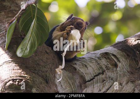 India, Kerala, Thattekad, scoiattolo gigante indiano o scoiattolo gigante malabarese (Ratufa indica maxima) Foto Stock