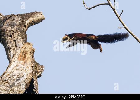 India, Kerala, Thattekad, scoiattolo gigante indiano o scoiattolo gigante malabarese (Ratufa indica maxima) Foto Stock