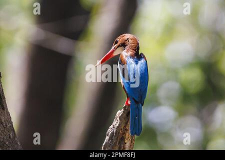 India, Kerala, Thattekkad, Martin pescatore bianco (Halcyon smyrnensis) Foto Stock