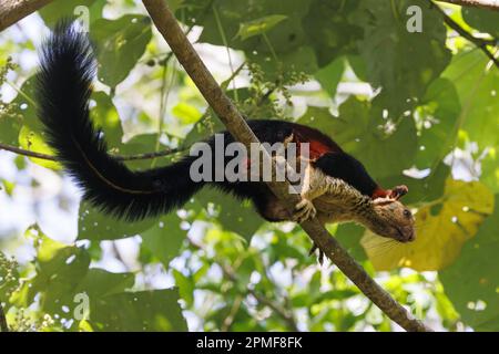 India, Kerala, Thattekad, scoiattolo gigante indiano o scoiattolo gigante malabarese (Ratufa indica maxima) Foto Stock