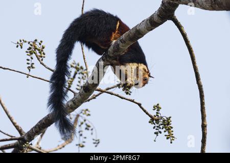 India, Kerala, Thattekad, scoiattolo gigante indiano o scoiattolo gigante malabarese (Ratufa indica maxima) Foto Stock