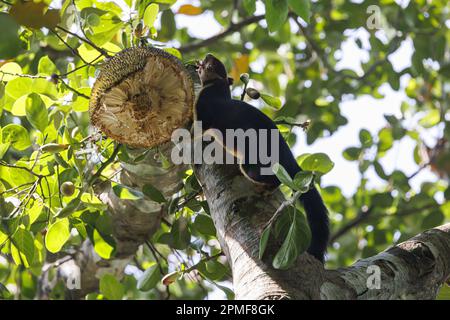 India, Kerala, Thattekad, scoiattolo gigante indiano o scoiattolo gigante malabarese (Ratufa indica maxima) Foto Stock