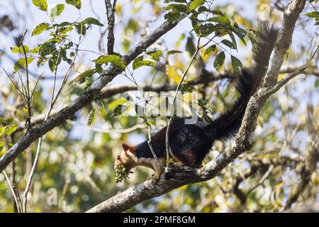 India, Kerala, Thattekad, scoiattolo gigante indiano o scoiattolo gigante malabarese (Ratufa indica maxima) Foto Stock