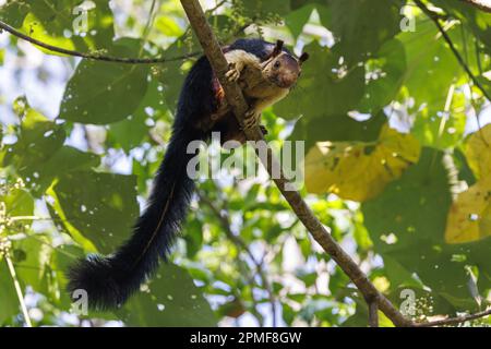 India, Kerala, Thattekad, scoiattolo gigante indiano o scoiattolo gigante malabarese (Ratufa indica maxima) Foto Stock