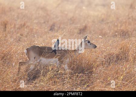 India, Gujarat, Bhavnagar, Velavadar Blackbuck National Park, Blackbuck femmina (Antilope cervicapra) Foto Stock