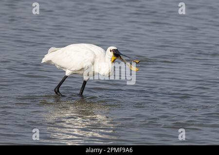 India, Gujarat, Jamnagar, Santuario degli uccelli di Khijadiya, spatola eurasiatica (Platalea leucorodia) Foto Stock