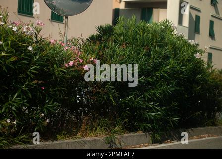 Cespugli con fiori bianchi e rosa vicino alla strada Foto Stock