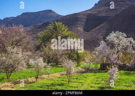 Marocco, provincia di Zagora, giardini e mandorli in fiore sulla strada verso il passo Tizi N'Tazazazazert Foto Stock