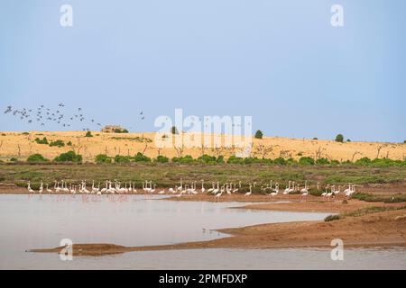 Marocco, provincia di El Jadida, Riserva Naturale della Laguna di Sidi Moussa Foto Stock