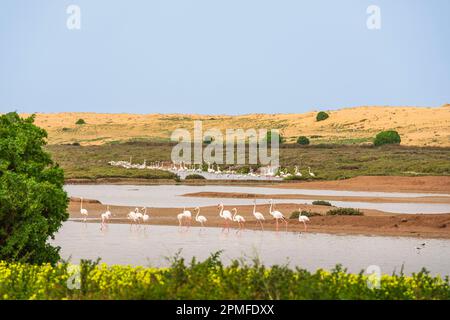 Marocco, provincia di El Jadida, Riserva Naturale della Laguna di Sidi Moussa Foto Stock