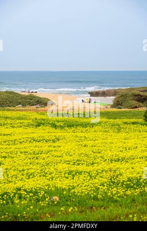 Marocco, provincia di El Jadida, Riserva Naturale della Laguna di Sidi Moussa Foto Stock