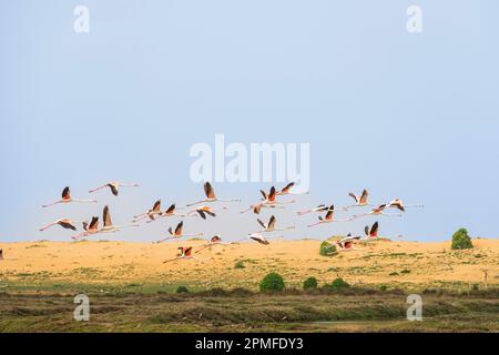 Marocco, provincia di El Jadida, Riserva Naturale della Laguna di Sidi Moussa Foto Stock