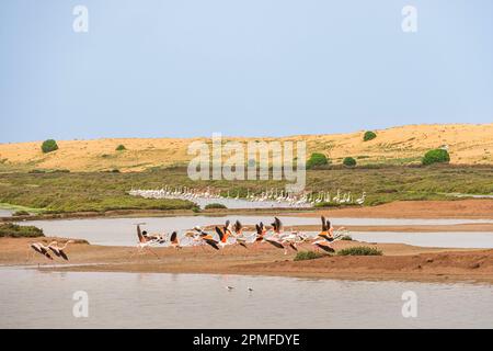 Marocco, provincia di El Jadida, Riserva Naturale della Laguna di Sidi Moussa Foto Stock