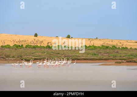 Marocco, provincia di El Jadida, Riserva Naturale della Laguna di Sidi Moussa Foto Stock