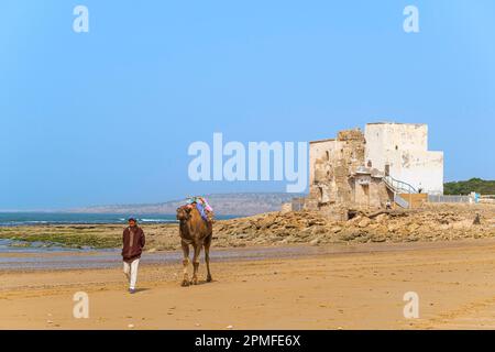 Marocco, provincia di Essaouira, Sidi Kaouki, piccola località balneare popolare per il surf e il windsurf, cammello driver che offre gite in cammello, mausoleo Sidi Kaouki in background Foto Stock