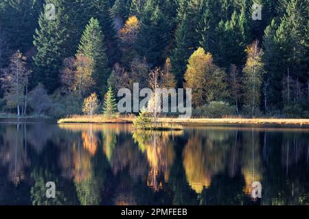 Francia, Vosgi (88), Parco Naturale Regionale dei Ballons des Vosges, la Bresse, Lago Lispach, torbiere, con una superficie di 10 ha situato ad un'altitudine di 900m, classificato come aree naturali e sensibili Foto Stock