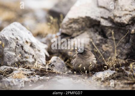 Nepal, Annapurna Conservation Area Project, circuito di Annapurna, Brandt's Mountain Finch (Leucossticte brandti) vicino Thorong la Pass (5416m km) Foto Stock