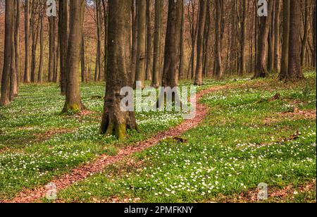 Anemoni di legno di aprile che crescono tra gli alberi di faggio all'interno della foresta di Vinehall sul alto Weald nel Sussex orientale sud-est Inghilterra Foto Stock