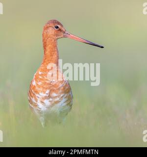 Majestic nero-tailed Godwit (Limosa limosa) wader uccello guardando nella telecamera. Questa specie è di allevamento in olandese aree costiere. Circa la metà del Foto Stock