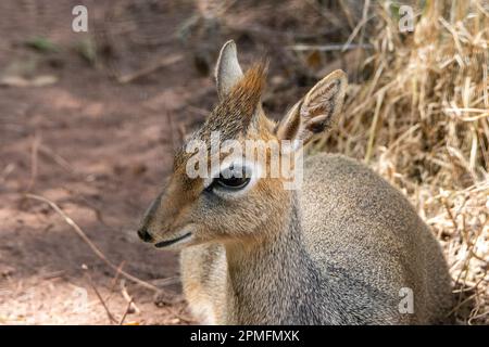 La testa e le spalle di Kirk dik (Madoqua kirkii) sono isolate su uno sfondo di foresta naturale Foto Stock