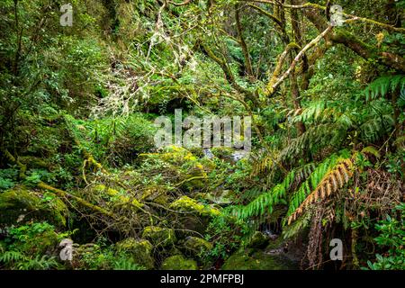 Madeira tipica passeggiata e trekking patch. Levada do Furado, uno dei tour Levada più popolari sull'isola di Madeira. Da Ribeiro Frio a Portela.Portugal Foto Stock