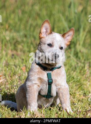 Un cucciolo rosso australiano del cane del bestiame (Red Heeler) seduto all'esterno con un'imbracatura sul fronte della macchina fotografica con le orecchie in su Foto Stock