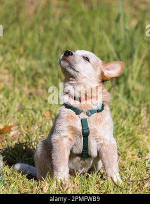 Un cucciolo di Red Australian Cattle Dog (Red Heeler) seduto all'esterno con un'imbracatura per scuotere la testa essendo giocoso Foto Stock