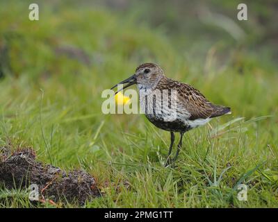 Durante l'allevamento dunlin si siederà su rocce prominenti per cantare, qui all'interno del machire dove si riproducono. Foto Stock