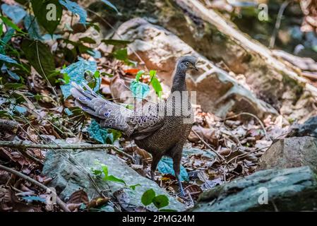 Bird, Grey Peacock-Pheasant ( Polyplectron bicalcaratum ), Birds on Ground Foto Stock