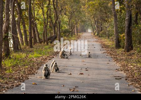 Wild Tarai o Terai grigio langur o Semnopithecus hector famiglia roadblock bambini giocosi nel sentiero panoramico chuka eco turismo spot pilibbhit parco nazionale Foto Stock