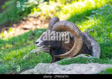 Ona Vidal. Muflon. Due combattimenti di muflon e con le sue teste insieme. Muflons con corna rotonda grande. Il muflon delle Montagne Rocciose è una specie di corno grande Foto Stock