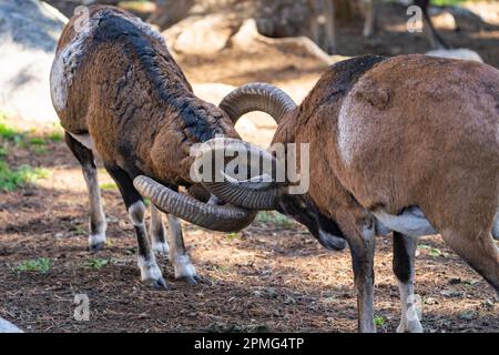 Ona Vidal. Muflon. Due combattimenti di muflon e con le sue teste insieme. Muflons con corna rotonda grande. Il muflon delle Montagne Rocciose è una specie di corno grande Foto Stock