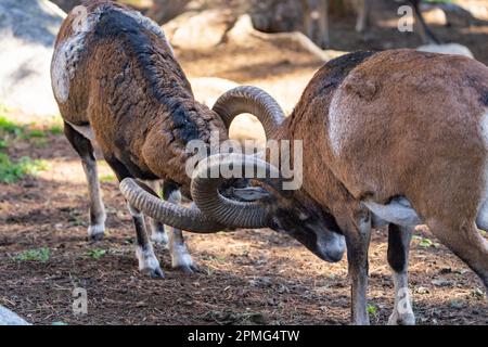 Ona Vidal. Muflon. Due combattimenti di muflon e con le sue teste insieme. Muflons con corna rotonda grande. Il muflon delle Montagne Rocciose è una specie di corno grande Foto Stock