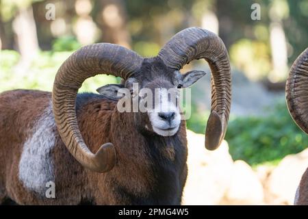 Ona Vidal. Muflon. Due combattimenti di muflon e con le sue teste insieme. Muflons con corna rotonda grande. Il muflon delle Montagne Rocciose è una specie di corno grande Foto Stock