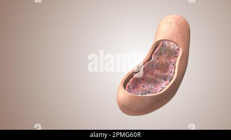 Vista in sezione di un mitocondrio Foto Stock