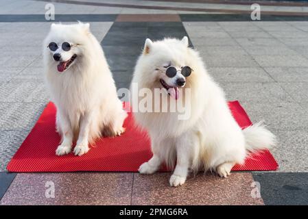 Due cani samoyed in occhiali da sole seduti in Vietnam Foto Stock