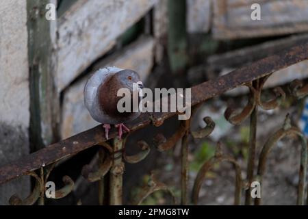 Pigeon sulla vecchia ringhiera a Lisbona, Portogallo Foto Stock