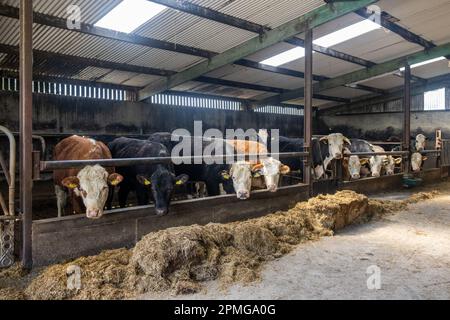 Drinagh, West Cork, Irlanda. 13th Apr, 2023. I vitelli di manzo aspettano di essere nutriti nella fattoria di George Wilson a Drinagh, West Cork. Credit: AG News/Alamy Live News Foto Stock